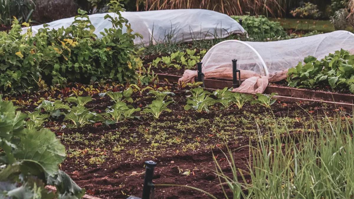 Créer son potager quand on débute : le guide pas à pas