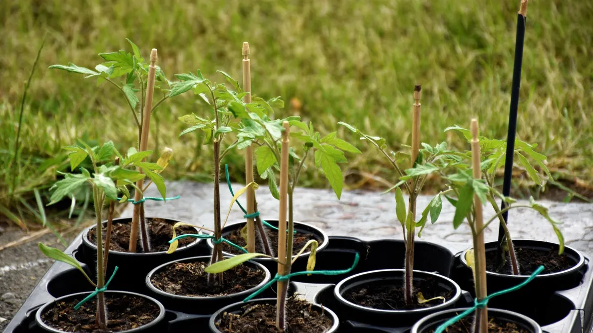 Quand semer et planter les tomates selon sa région