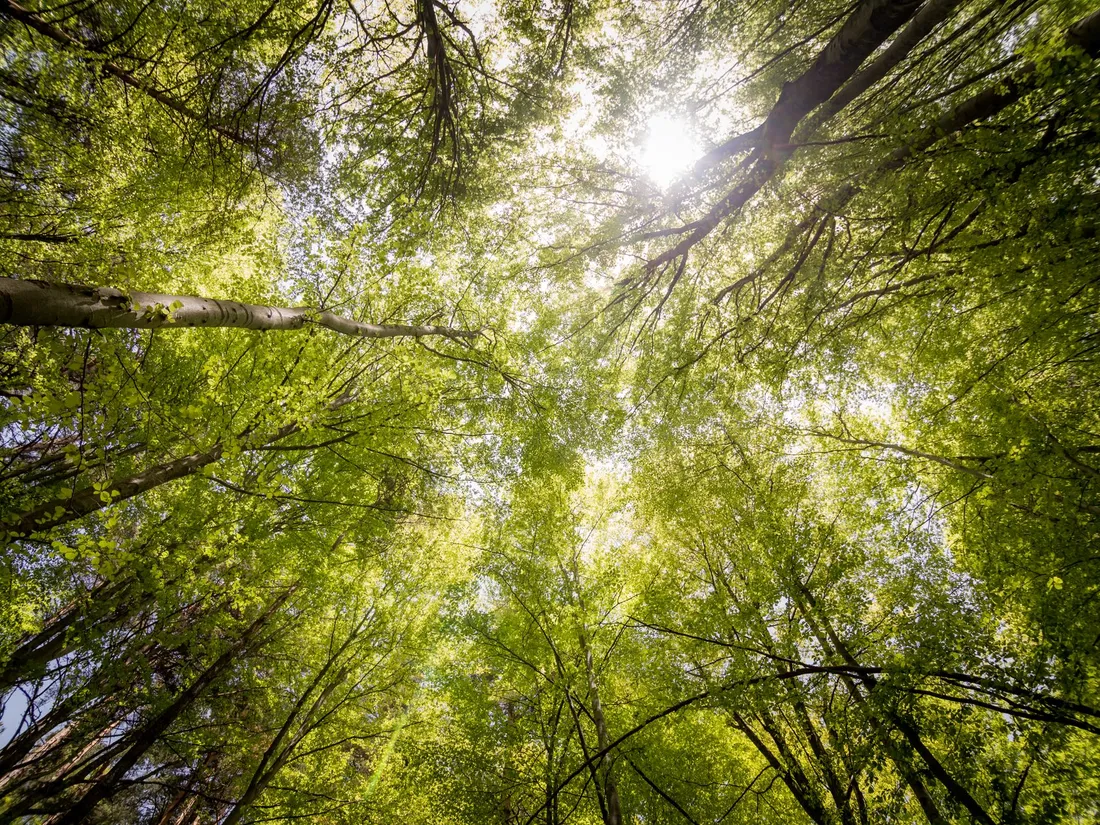 Forêt verdoyante traversée par la lumière
